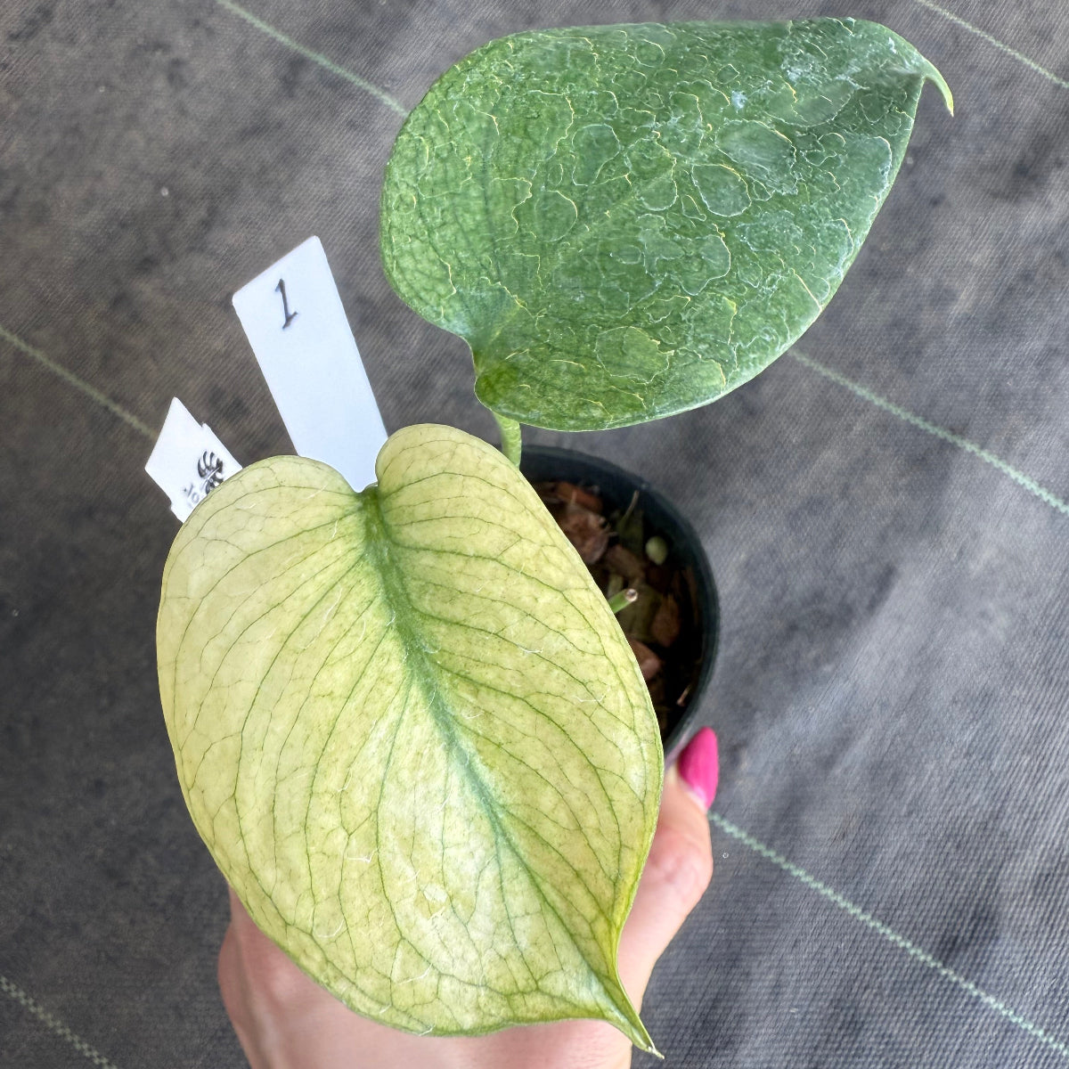 50%OFF【選抜】モンステラ デリシオーサ 'ホワイトモンスター – RARE