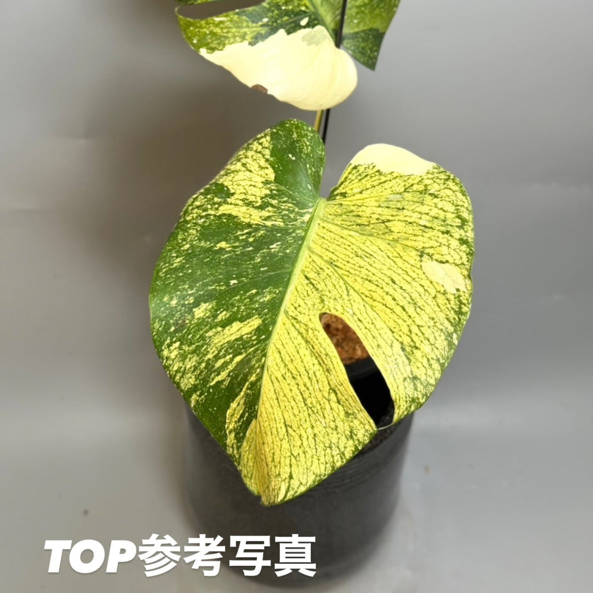 【予約販売7-84】モンステラ　デリシオーサ　'マジックウィッチ'