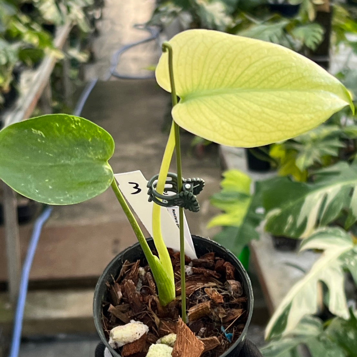 クリスマスセール【選抜】モンステラ　デリシオーサ 'ホワイトモンスター' 3号