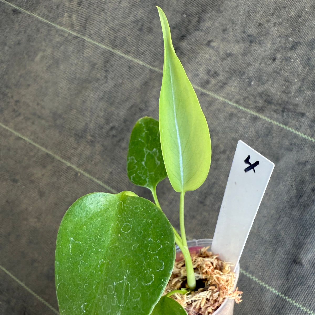 【希少/再入荷】モンステラ・デリシオーサ var.シエラナ 2号サイズ