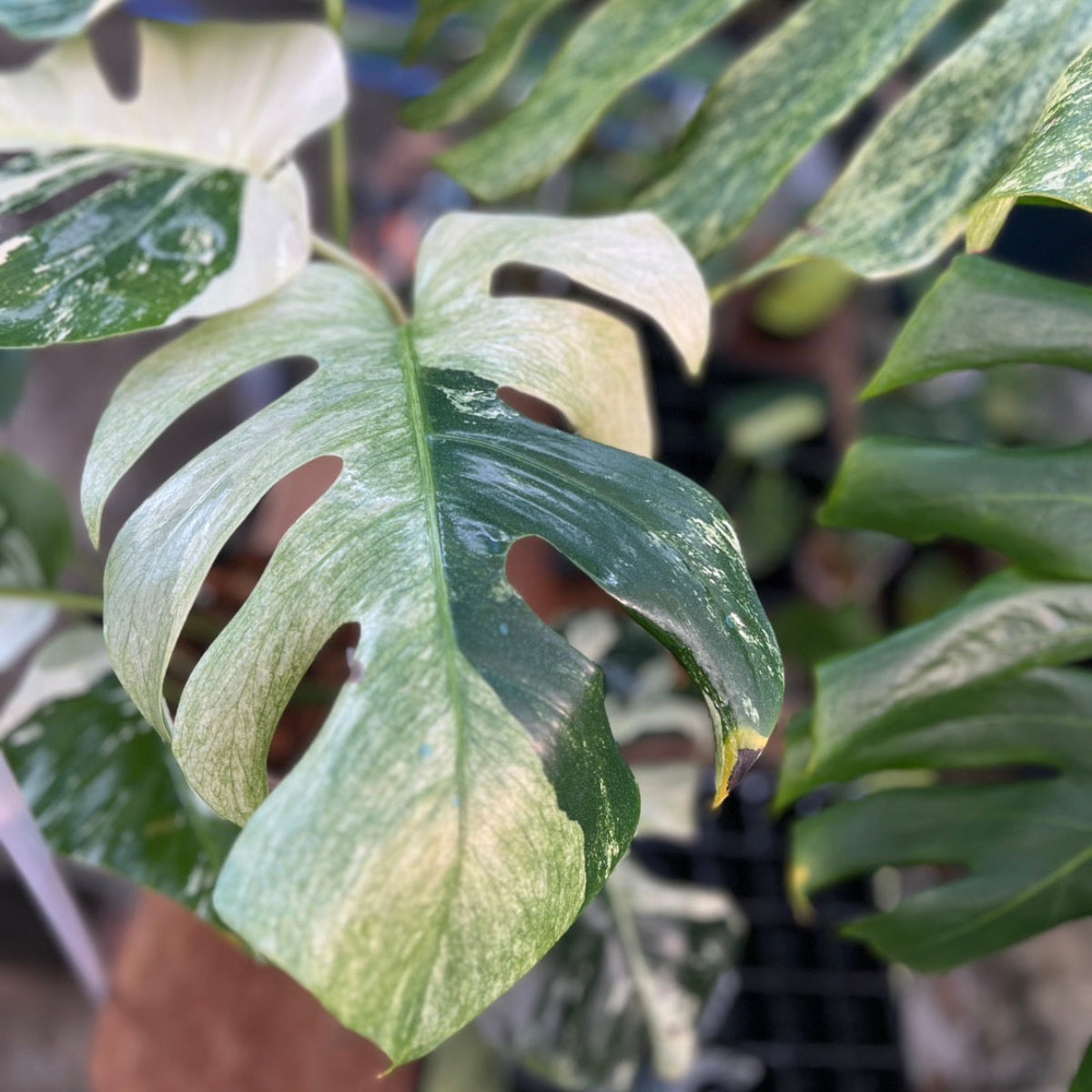 【厳選/コレクション】モンステラ  ボルシギアナ'ミント(デリシオーサ x ボルシギアナ ミント)'