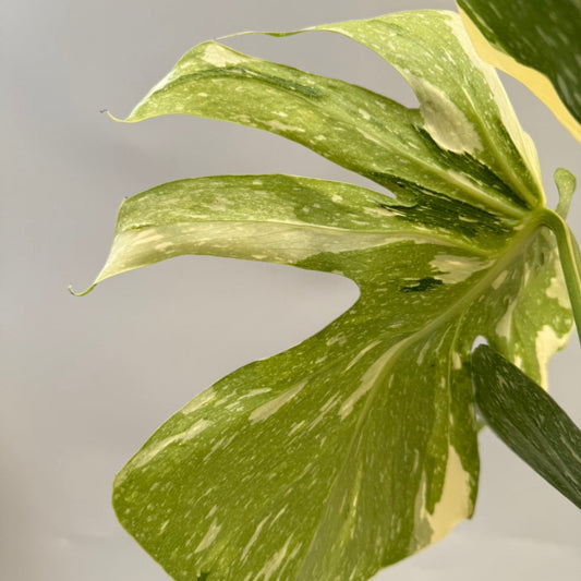 【タイナーセリー直売】モンステラ・デリシオーサ 'メデューサ'【送料着払い】【108】