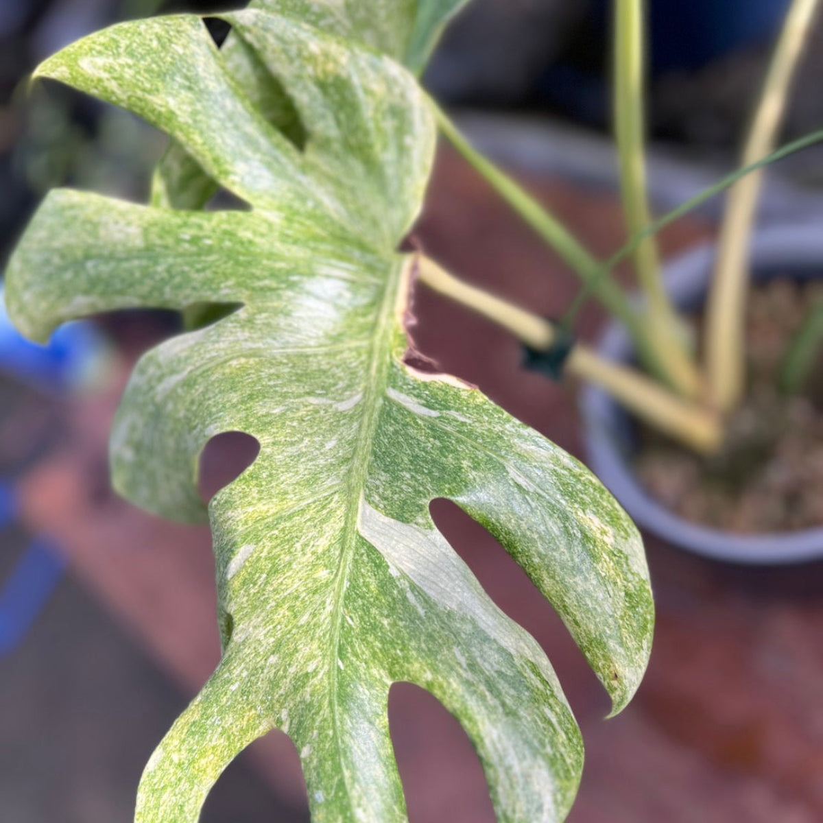 【スペシャルセレクト】モンステラ　デリシオーサ 'タイコンステレーション プラチナム'　親株サイズ