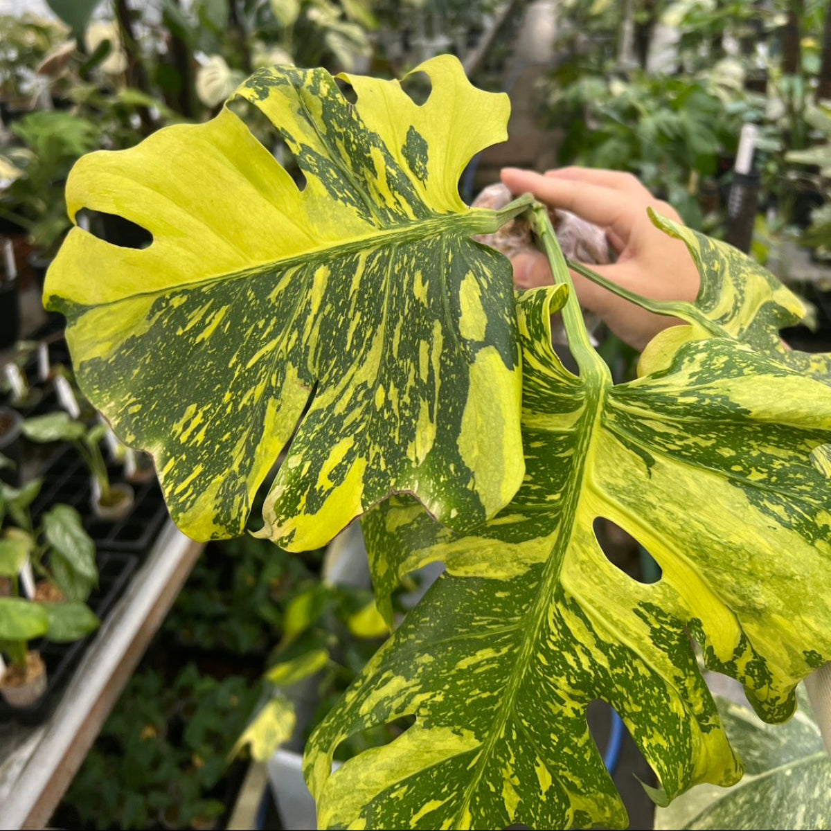 【希少/コレクション】モンステラ デリシオーサ 'エレクトロライト' カット苗