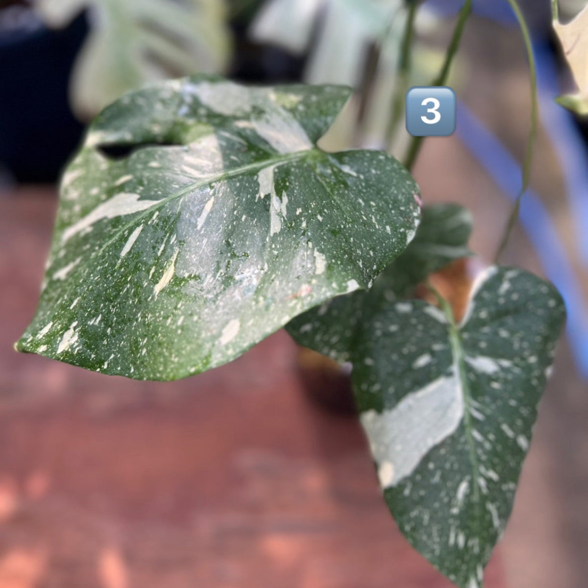 【希少】モンステラ・デリシオーサ　'タイコンステレーション【スターライト】'