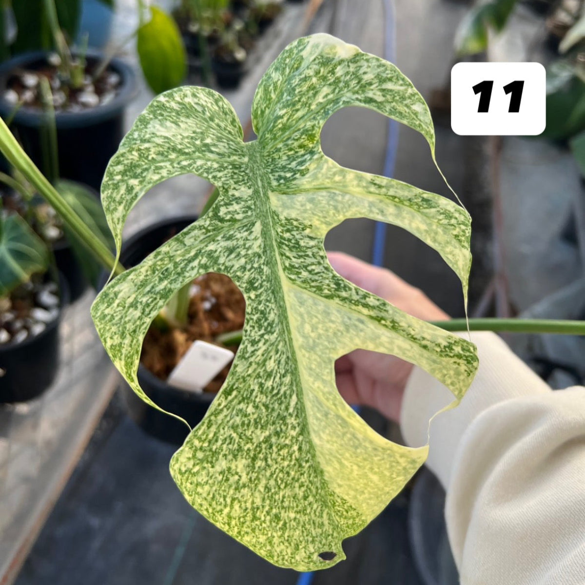 【コレクション/希少】モンステラ　デリシオーサ 'スターライト'