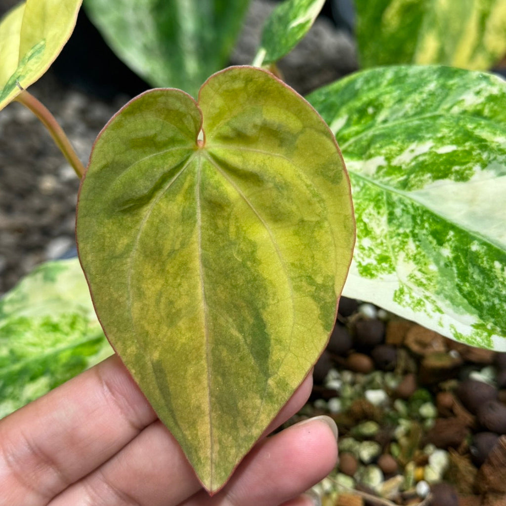 【予約販売7-446】アンスリウム　'パピリナミナム'斑入り
