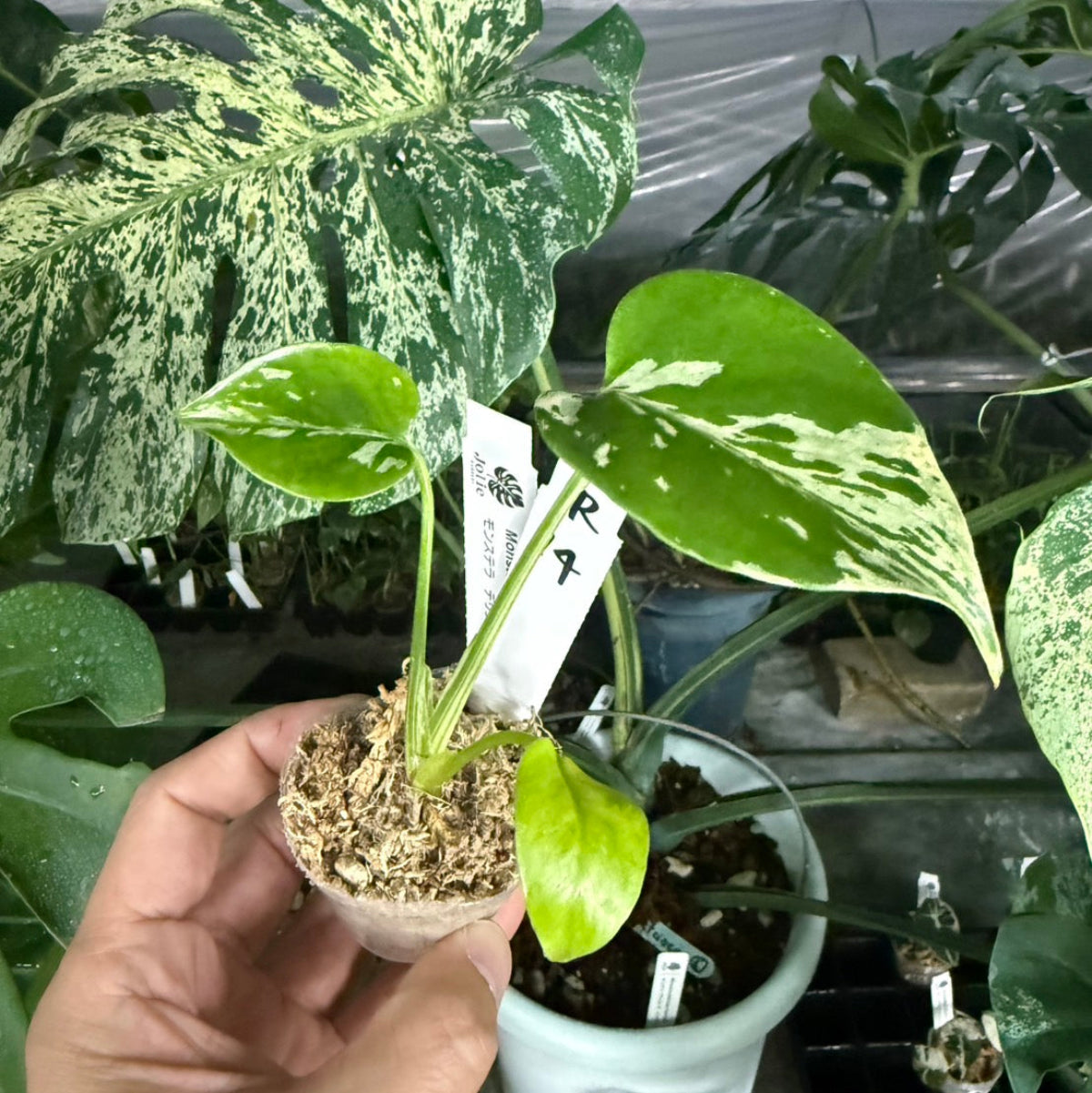 【選抜/コレクション】モンステラ・デリシオーサ 'ベトシオーサ'2号サイズ