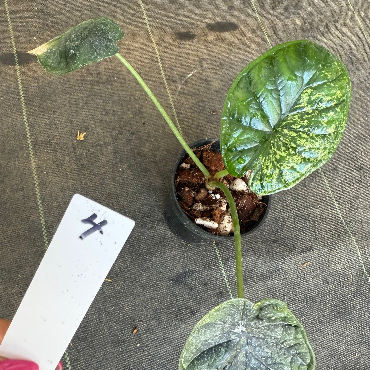 【シロウト園芸選抜】【希少】アロカシア 'ドラゴンスケール' ミント 3.5号　選択可能