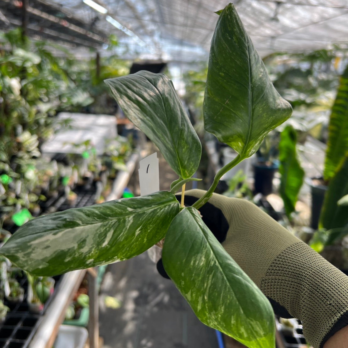 モンステラ・レクレリアナ バリエガータ 斑入り 2号