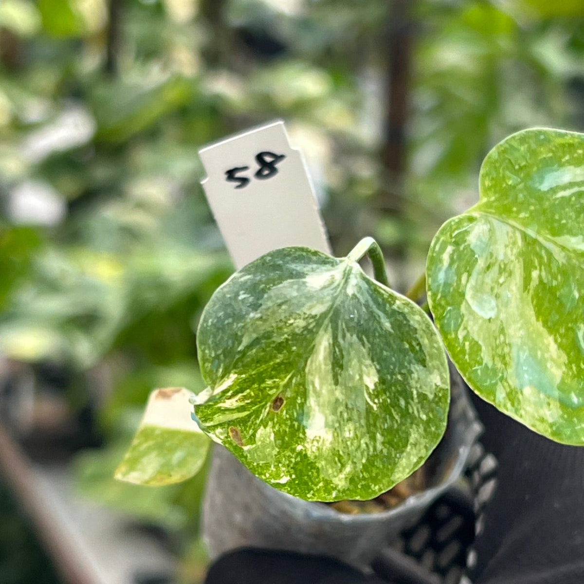 シロウト園芸選抜株/2号サイズ】モンステラ・デリシオーサ 'タイ