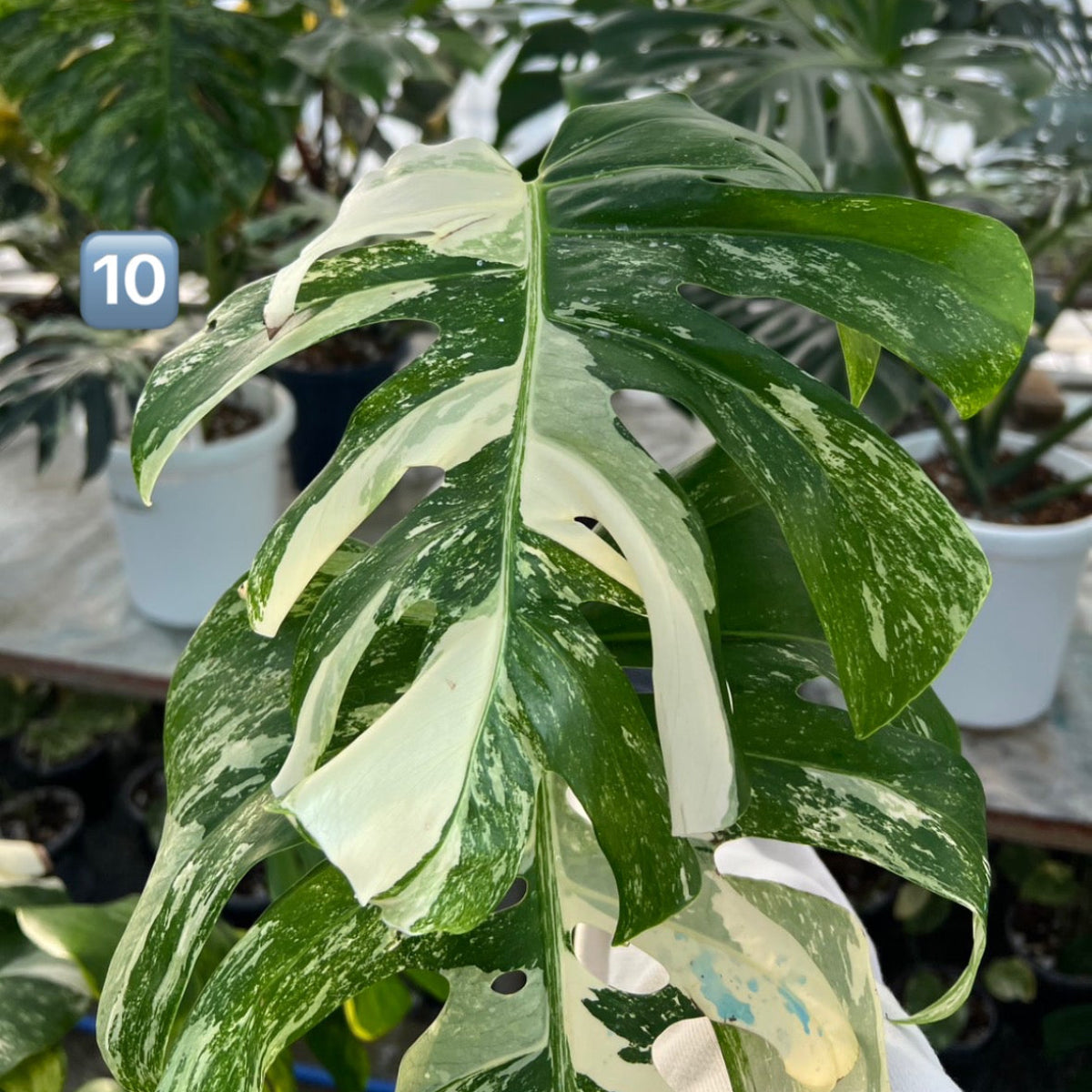 【選抜】モンステラ・デリシオーサ var.ボルシギアナ 'アルボ(ホワイトタイガー)'