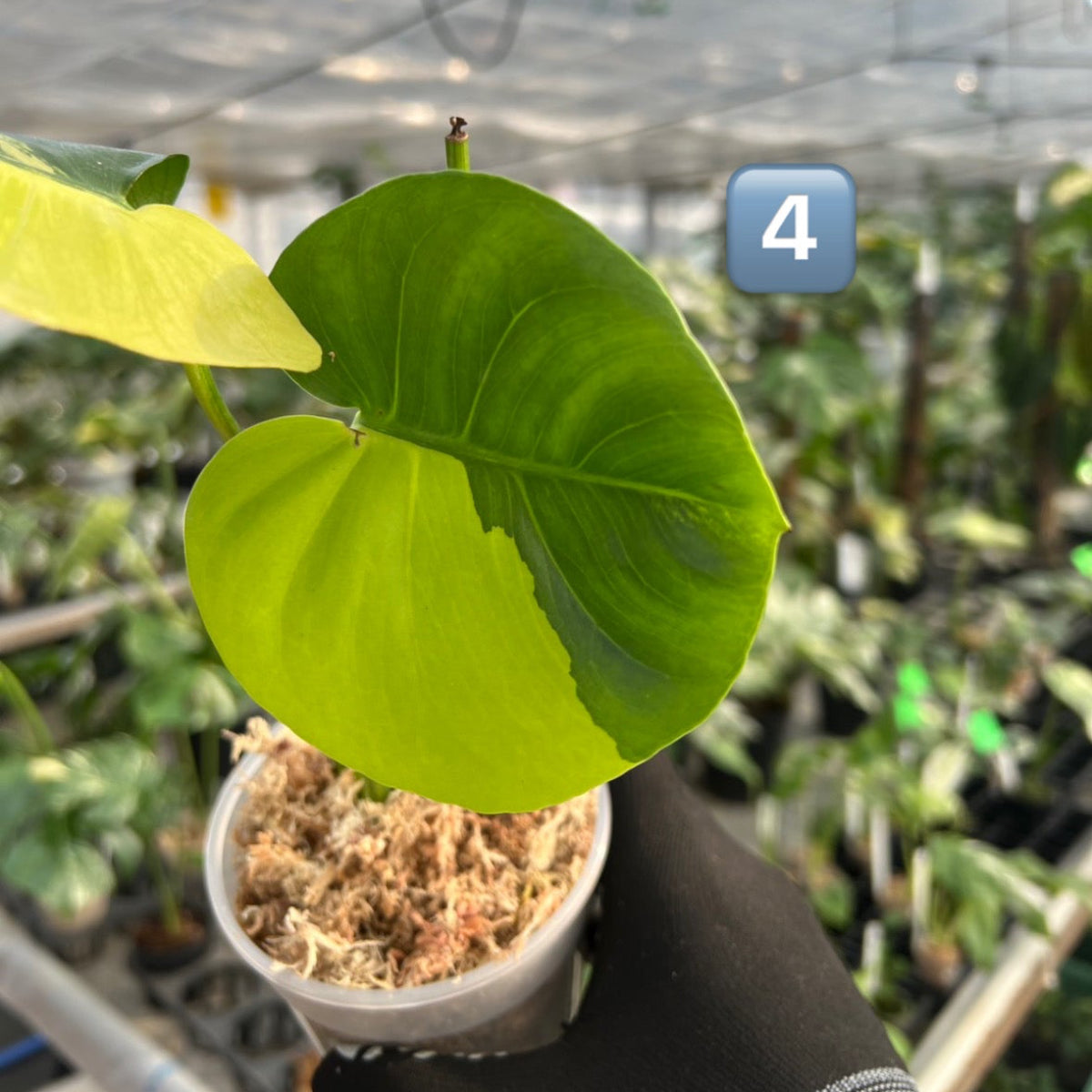 【初出品/コレクション】モンステラ デリシオーサ 'ポンポン'