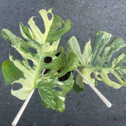 【Live販売】 23番　モンステラ・デリシオーサ　'オーシャンミント'