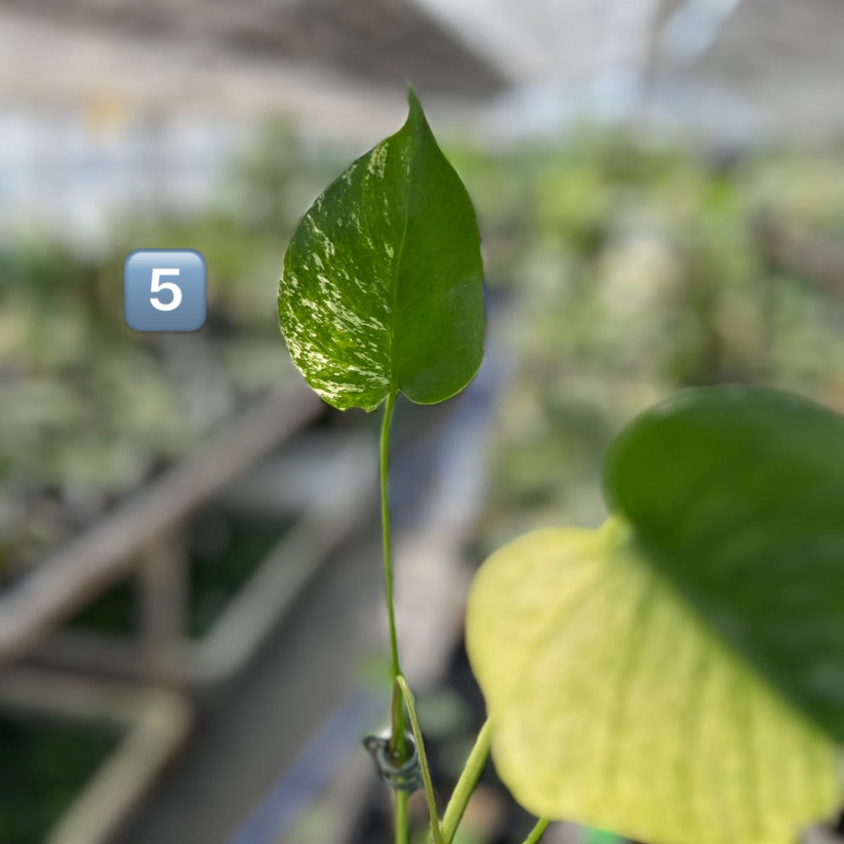 【選択可能】【コレクション】モンステラ　デリシオーサ 'ミント トリカラー' 3号サイズ