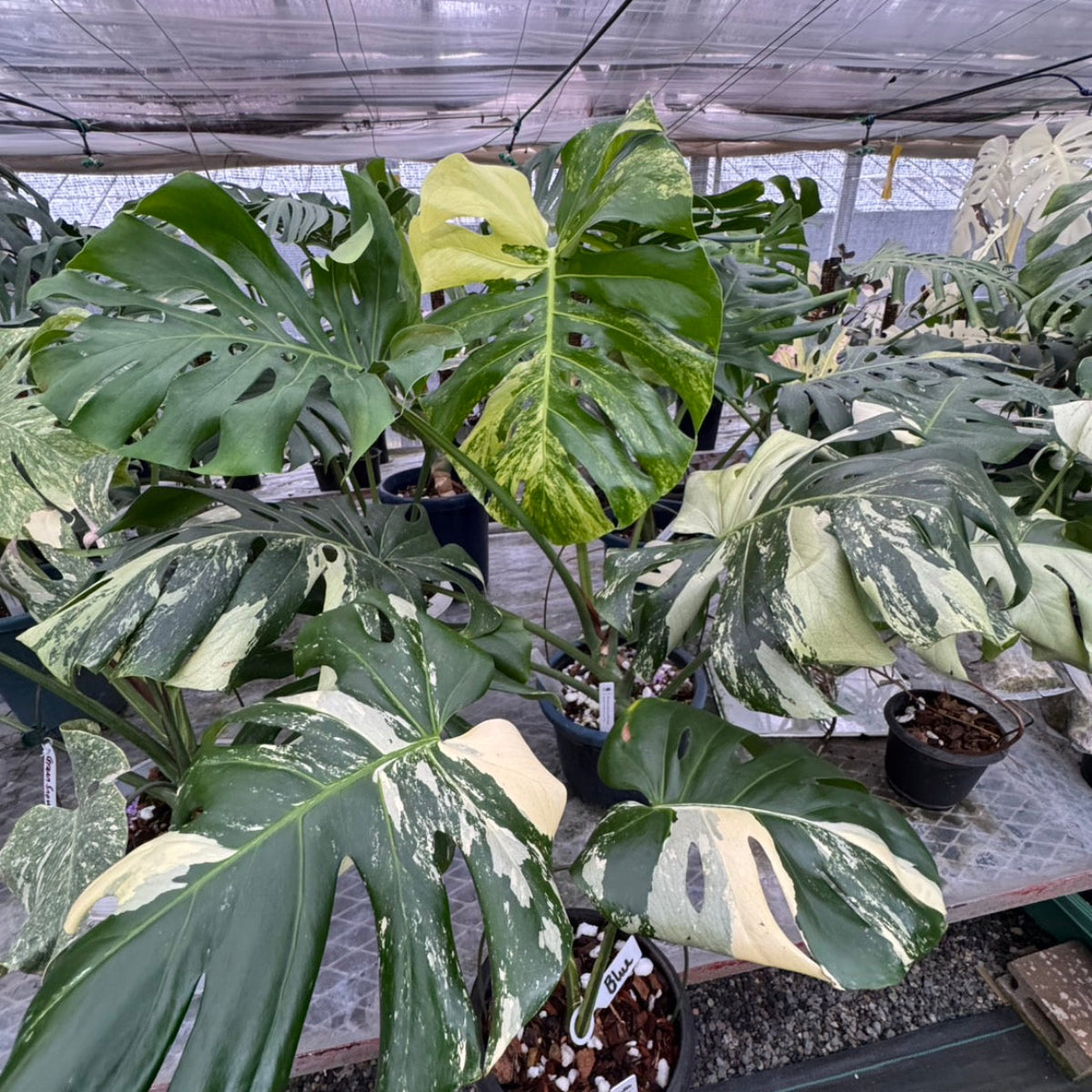 モンステラ デリシオーサ　noID ブルーミント 日本初?/激レア】モンステラ デリシオーサ 'ブルーミント