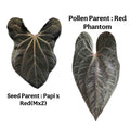【予約販売】超希少交配 アンスリウム  '【Papi x Red ( MxZ) 】x Red phantom' 斑入り