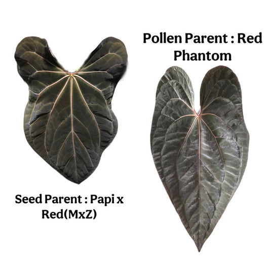【予約販売】超希少交配 アンスリウム  '【Papi x Red ( MxZ) 】x Red phantom' 斑入り