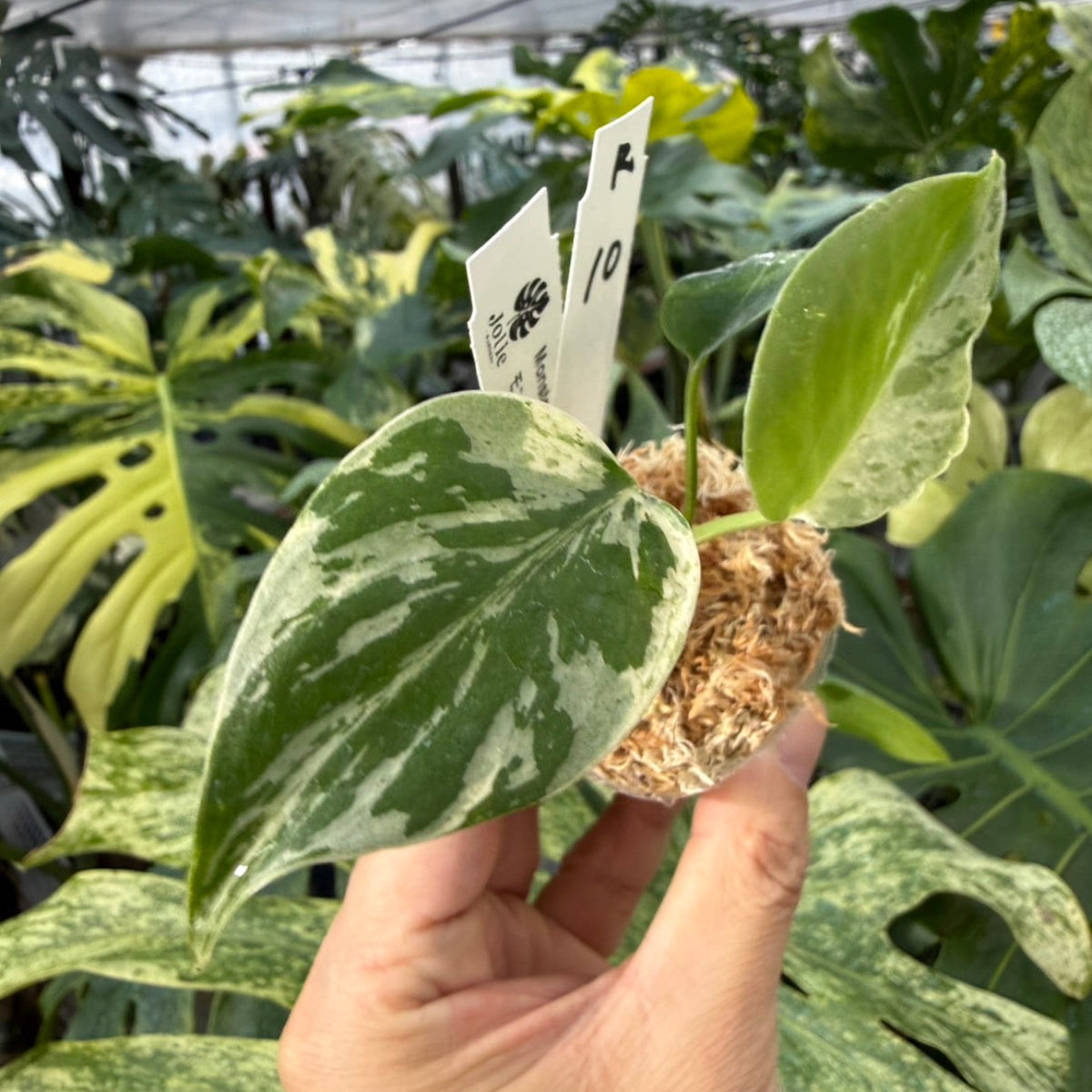 【コレクション】モンステラ・デリシオーサ 'ベトシオーサ'2号サイズ