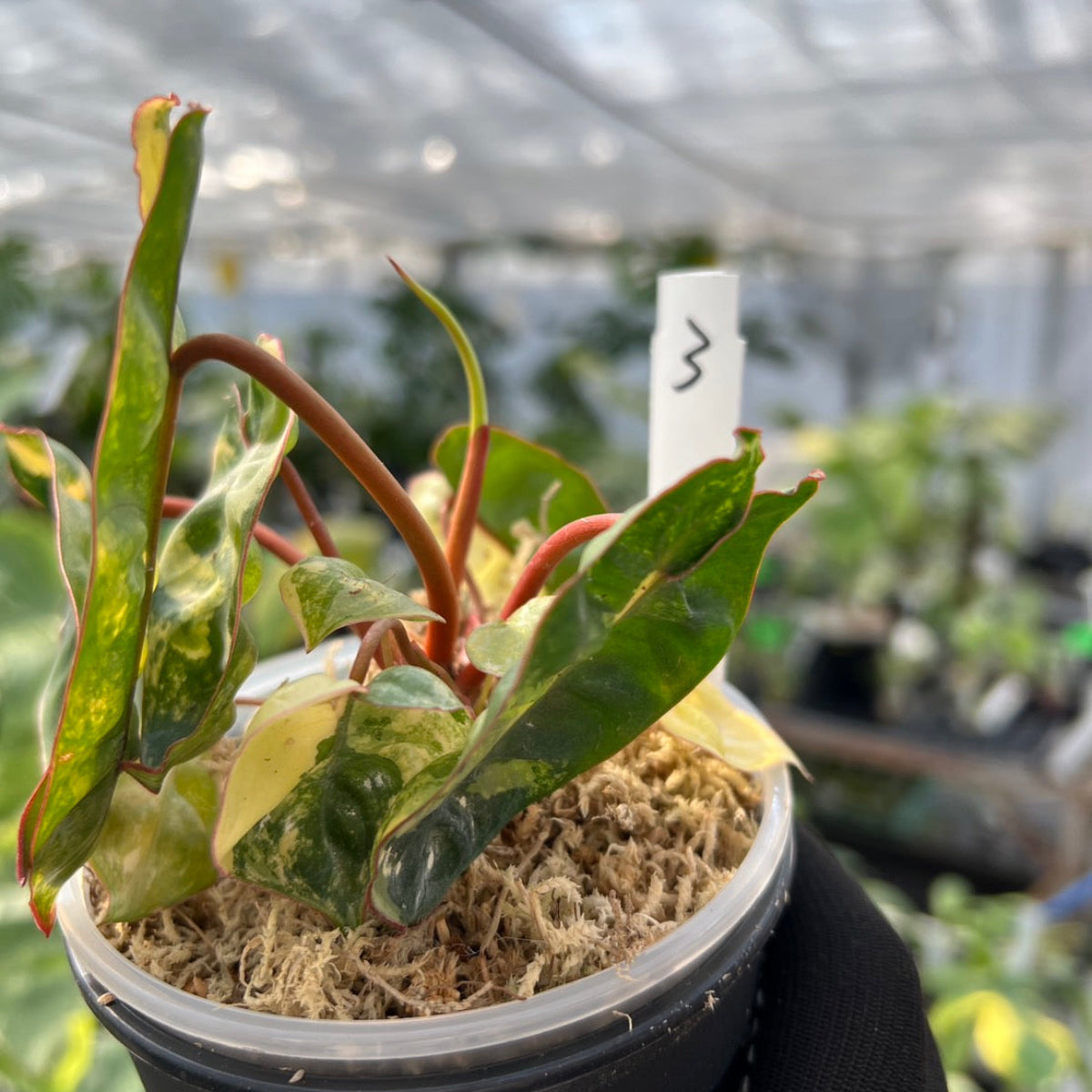 フィロデンドロン・ビレッティア 斑入り 3.5号サイズ