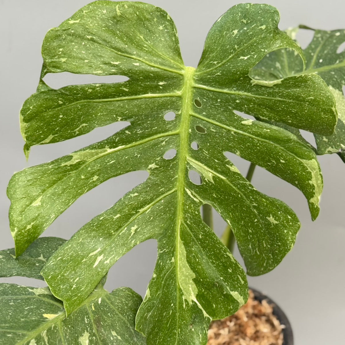SALE!!! – RARE PLANTS JAPAN (レアプランツジャパン)