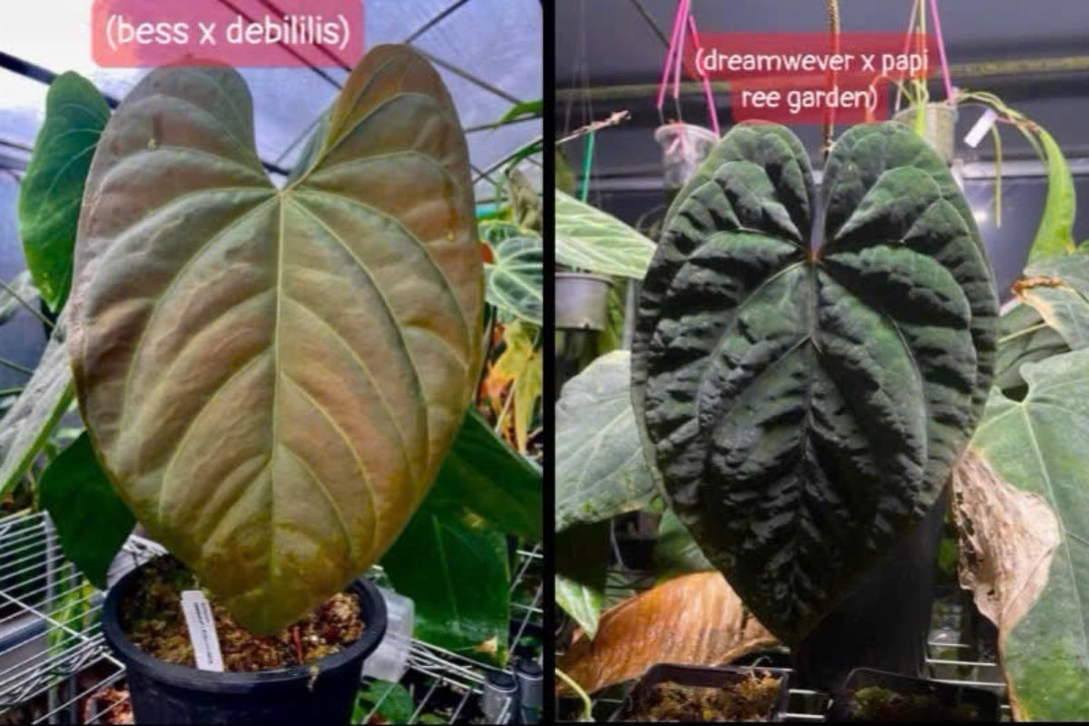 アンスリウムAnthurium （(besseae × debilis) × (‘Dreamweaver’ × papillilaminum ‘Ree Garden’)