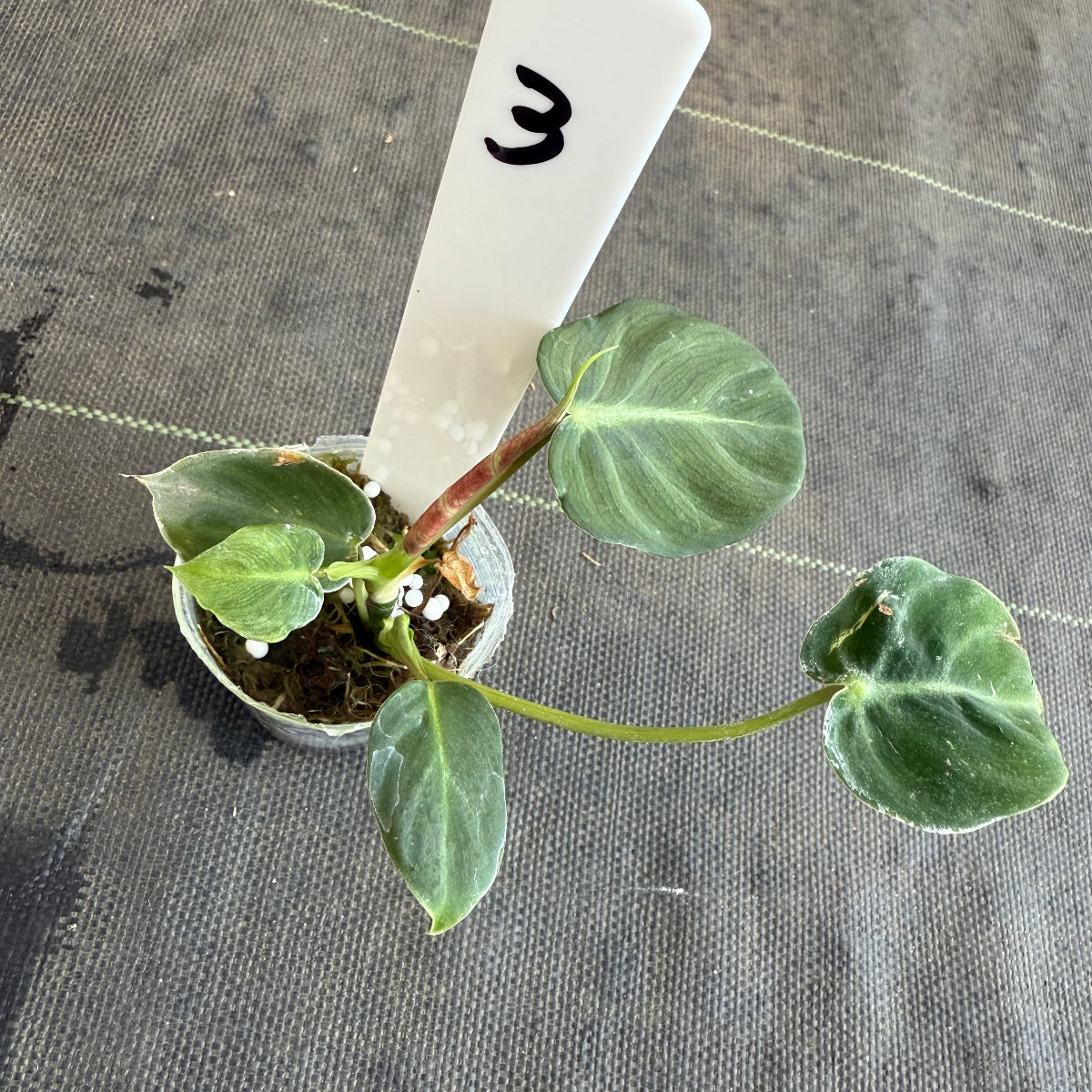 【発売再開】フィロデンドロン　アマゾンサンセット　2号サイズ