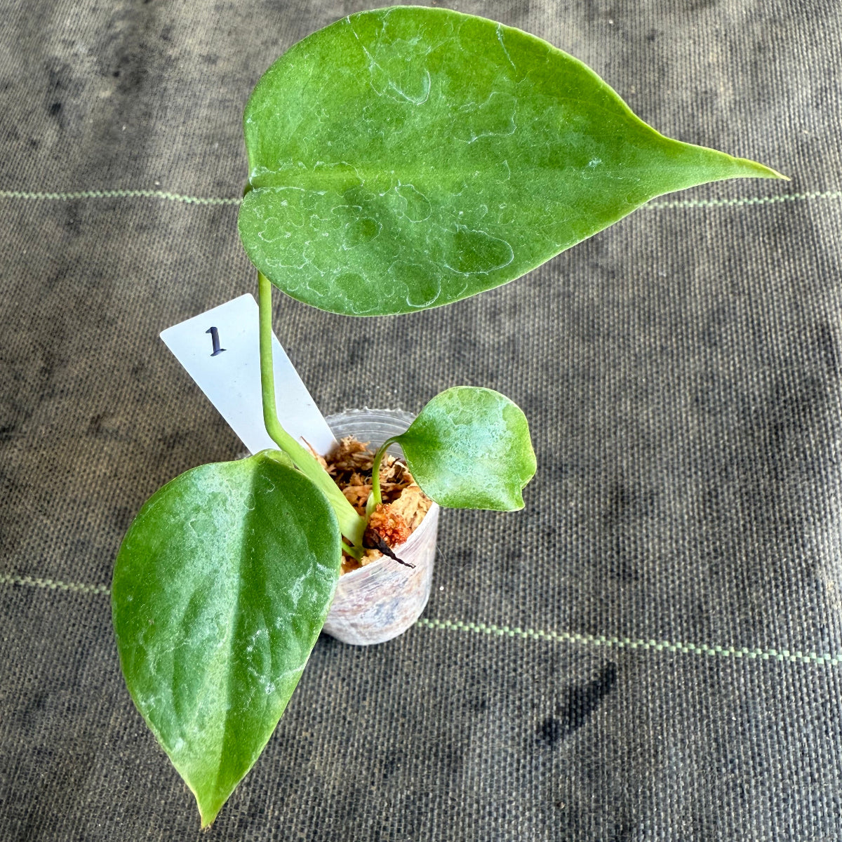 【希少/再入荷】モンステラ・デリシオーサ var.シエラナ 2号サイズ