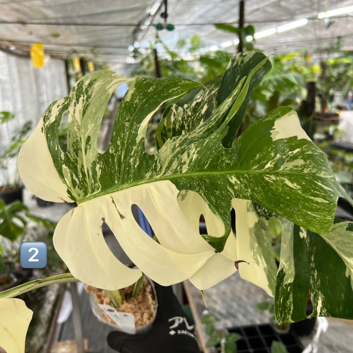 選抜】モンステラ・デリシオーサ var.ボルシギアナ 'アルボ(ホワイト