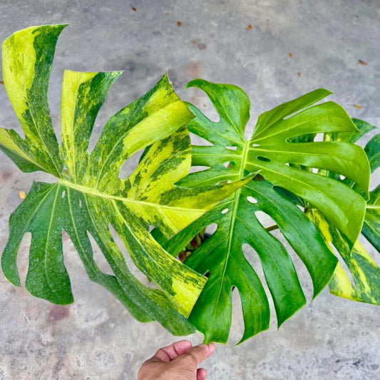 【Live販売】 38番　モンステラ・デリシオーサ NOID『005』