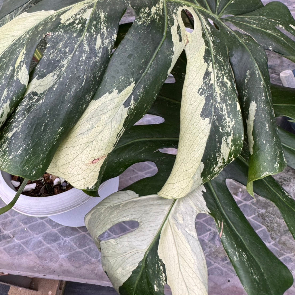 日本初?/激レア】モンステラ デリシオーサ 'ブルーミント' – RARE