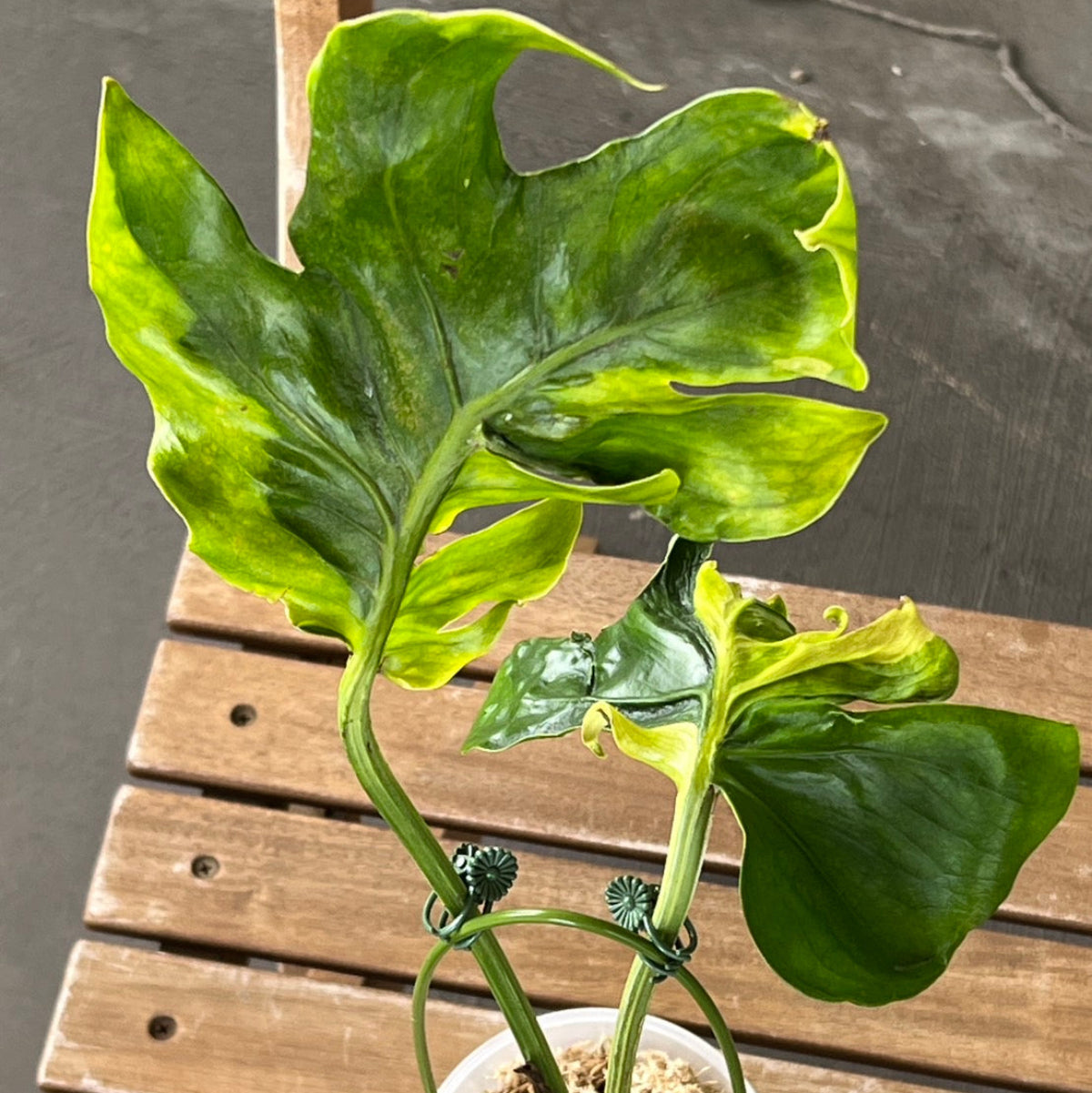 レア！デリシオーサプラチナムトップカット 観葉植物 – RARE PLANTS JAPAN (レアプランツジャパン)