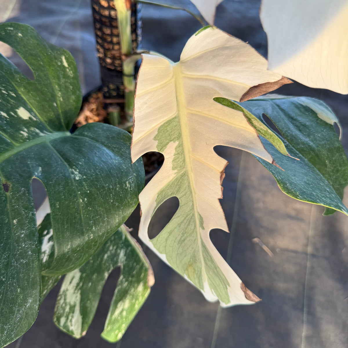 厳選】モンステラ・デリシオーサ var.ボルシギアナ 'アルボ