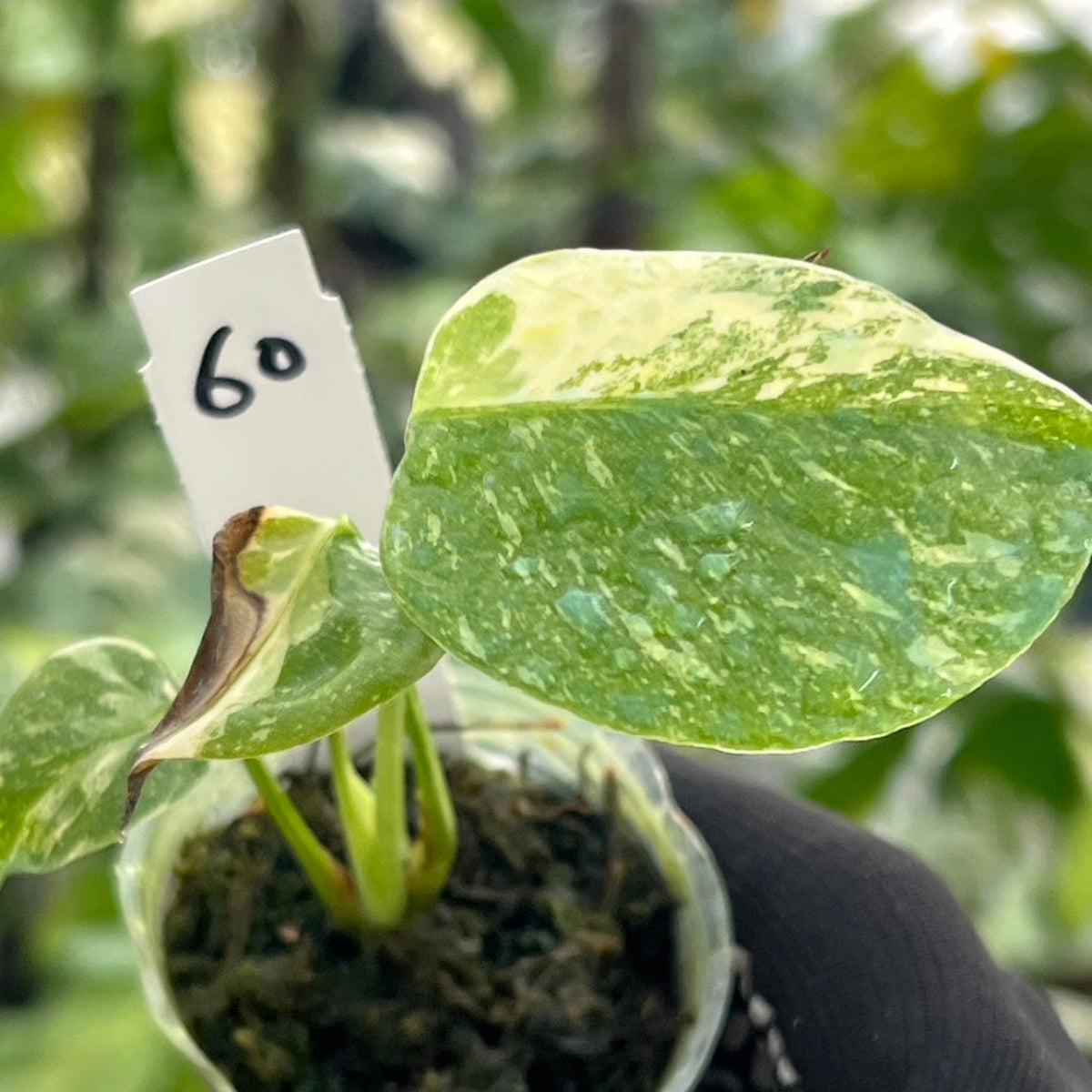 【シロウト園芸選抜株/2号サイズ】モンステラ・デリシオーサ　'タイコンステレーション'