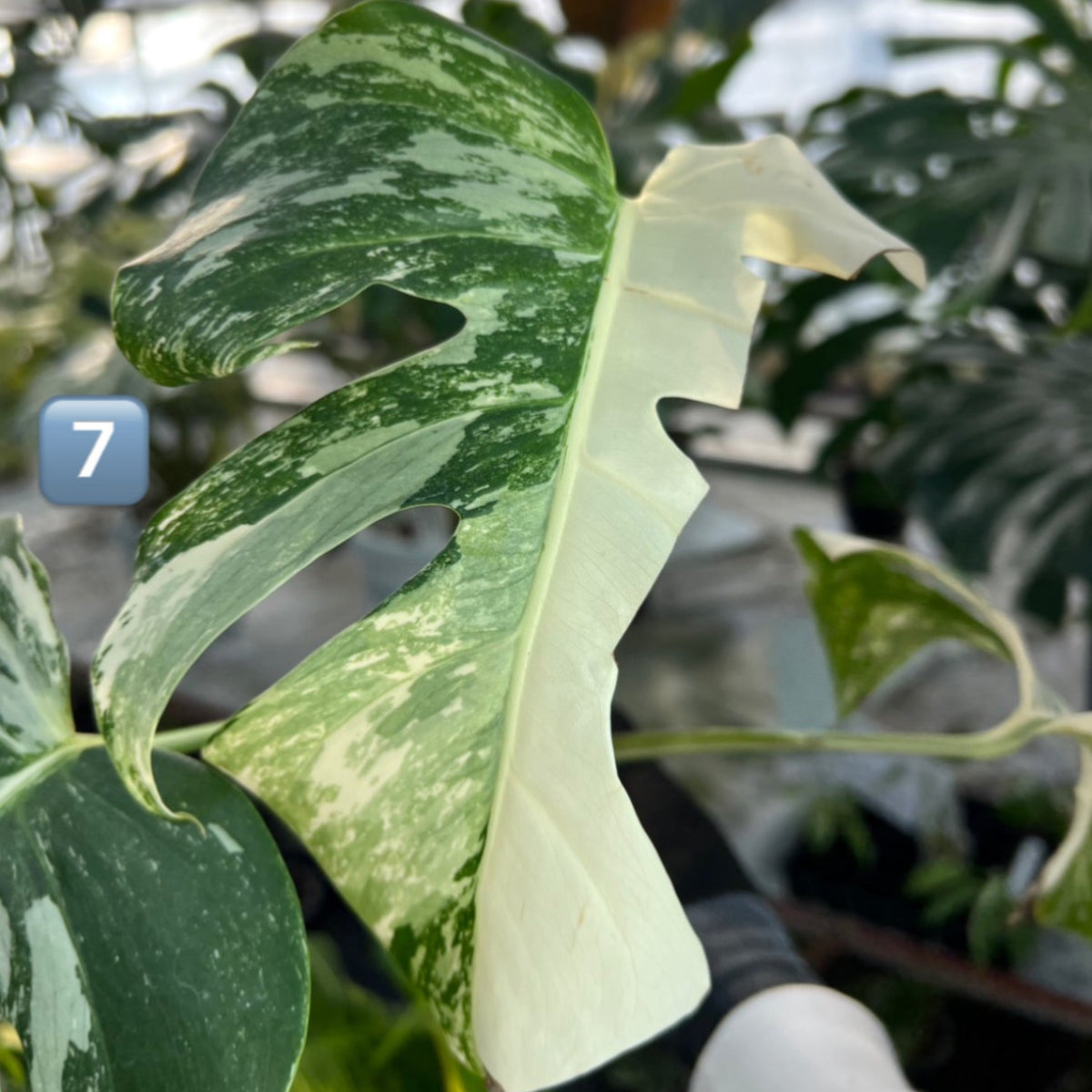 【選抜】モンステラ・デリシオーサ var.ボルシギアナ 'アルボ(ホワイトタイガー)'