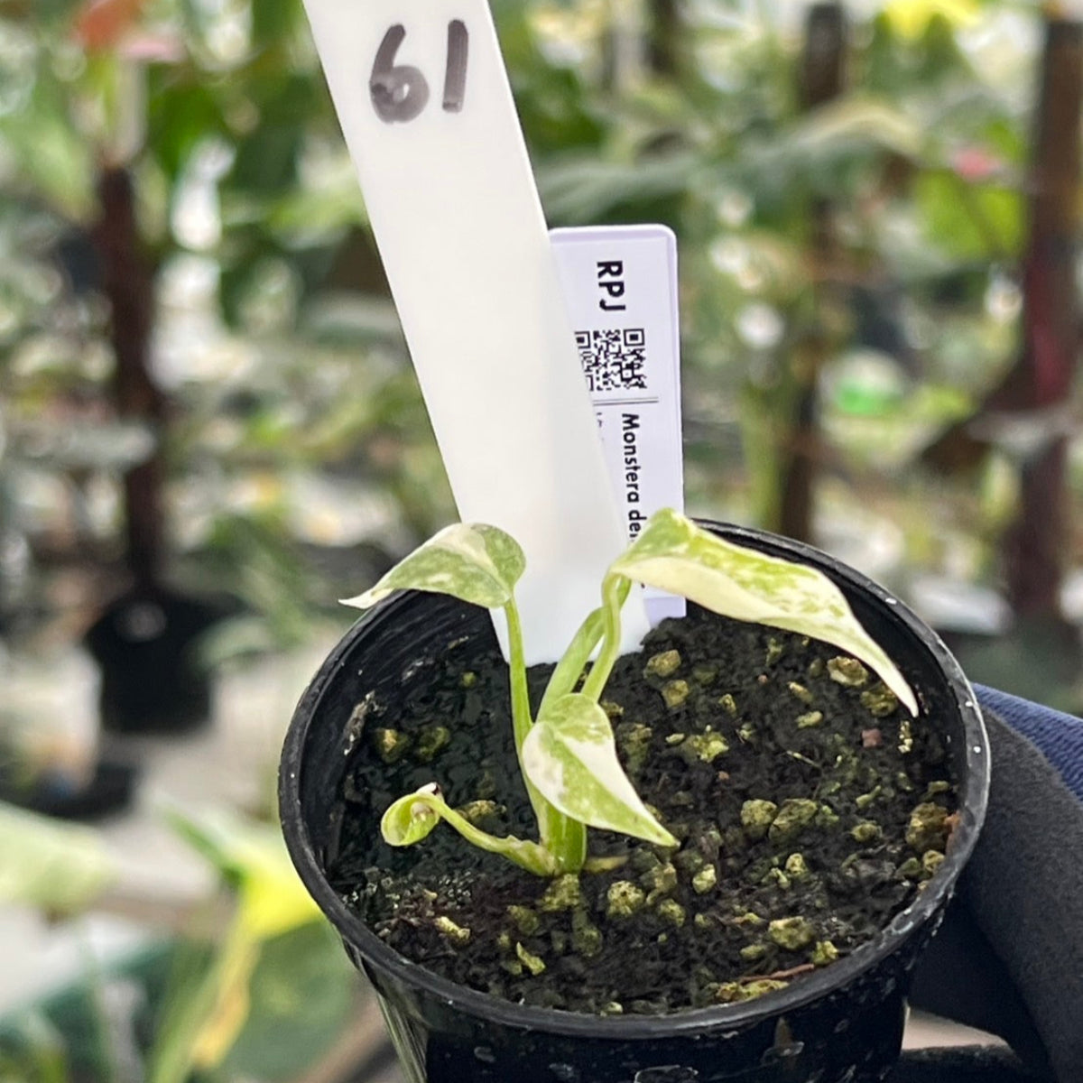 【シロウト園芸選抜株2号サイズ】モンステラ・デリシオーサ　'タイコンステレーション'