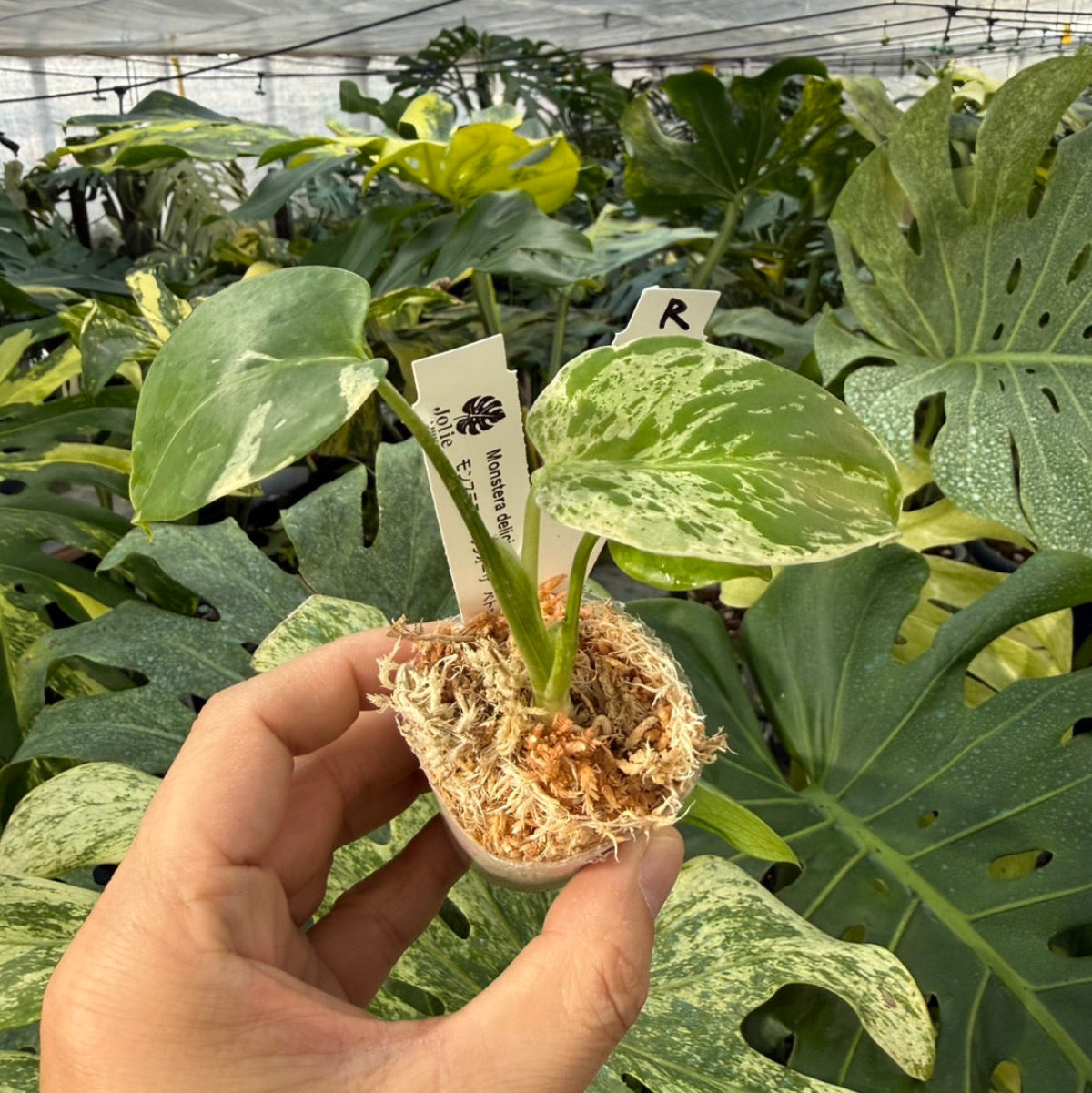 【コレクション】モンステラ・デリシオーサ 'ベトシオーサ'2号サイズ