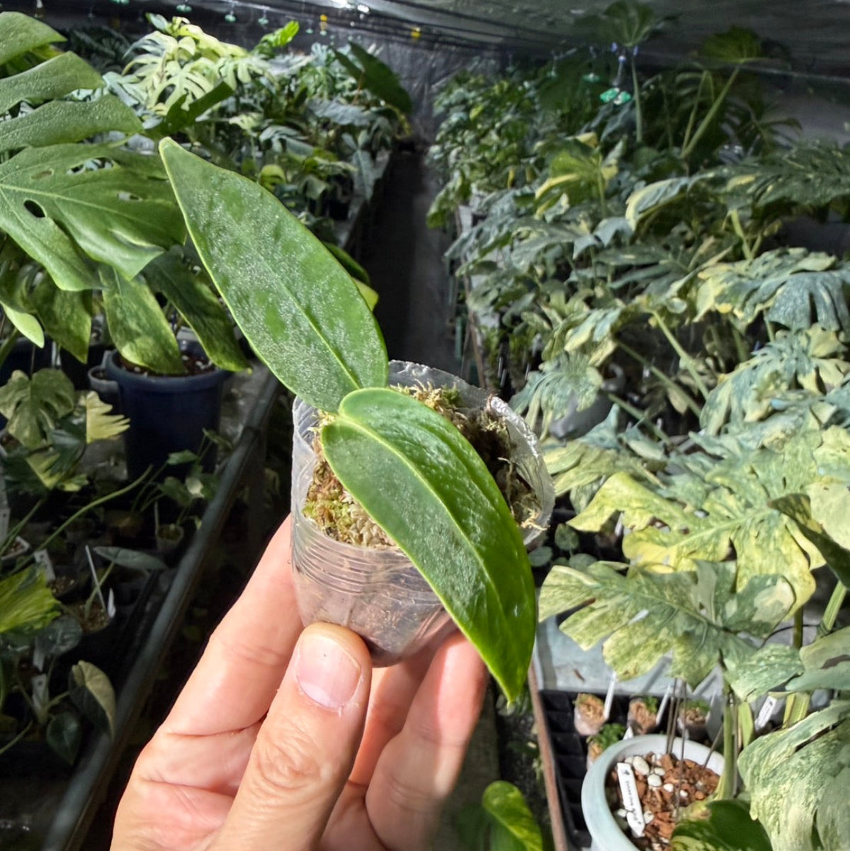 【再入荷】アンスリウム　ワロクアナム　2号ポリポット