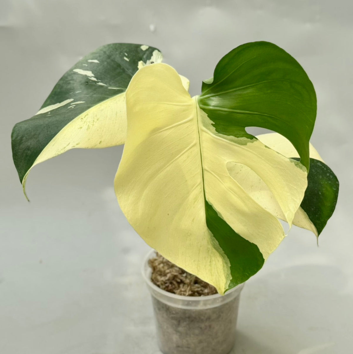 全植物一覧 – RARE PLANTS JAPAN (レアプランツジャパン)