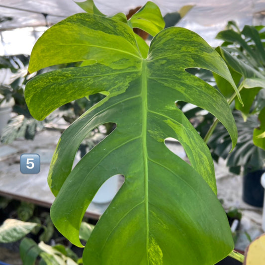 【選抜】モンステラ・デリシオーサ var. ボルシギア 'オーレア'