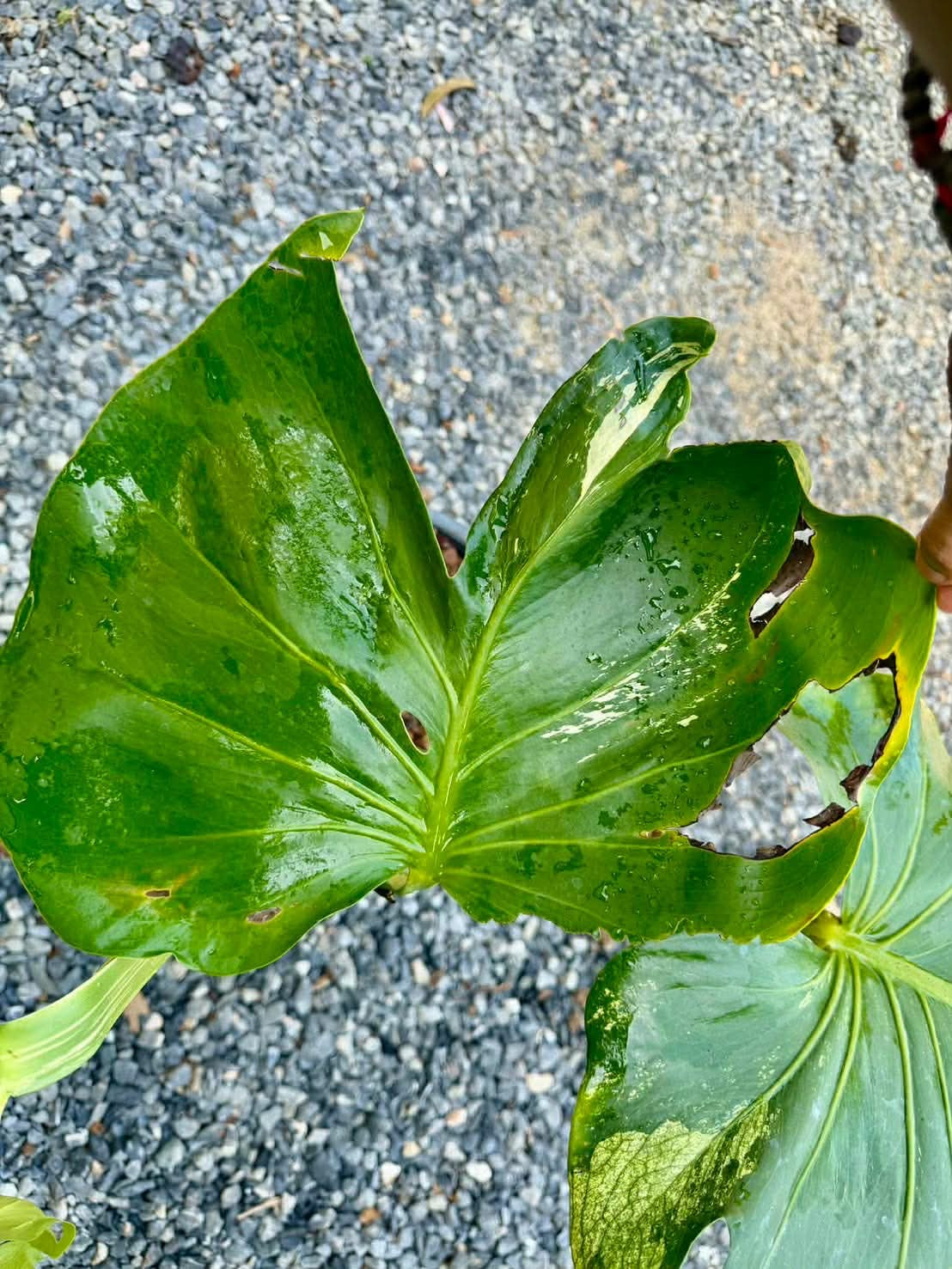 【Live販売】 28番　モンステラ・デリシオーサ　seed『001』