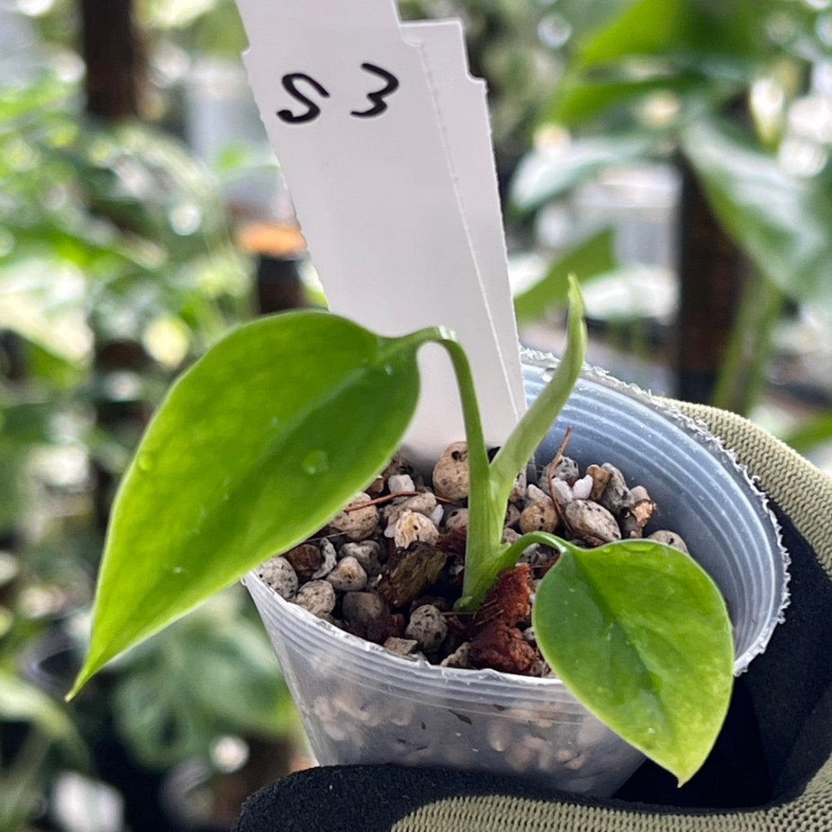 シロウト園芸選抜/希少】モンステラ・デリシオーサ var.シエラナ 2号