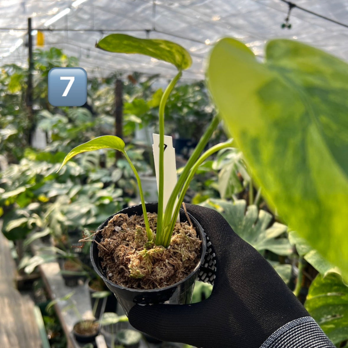 超希少】モンステラ デリシオーサ イエローマリリン トップカット　2-3芽付き わ*わ様 【超希少】発根済み モンステラ デリシオーサ イエロー