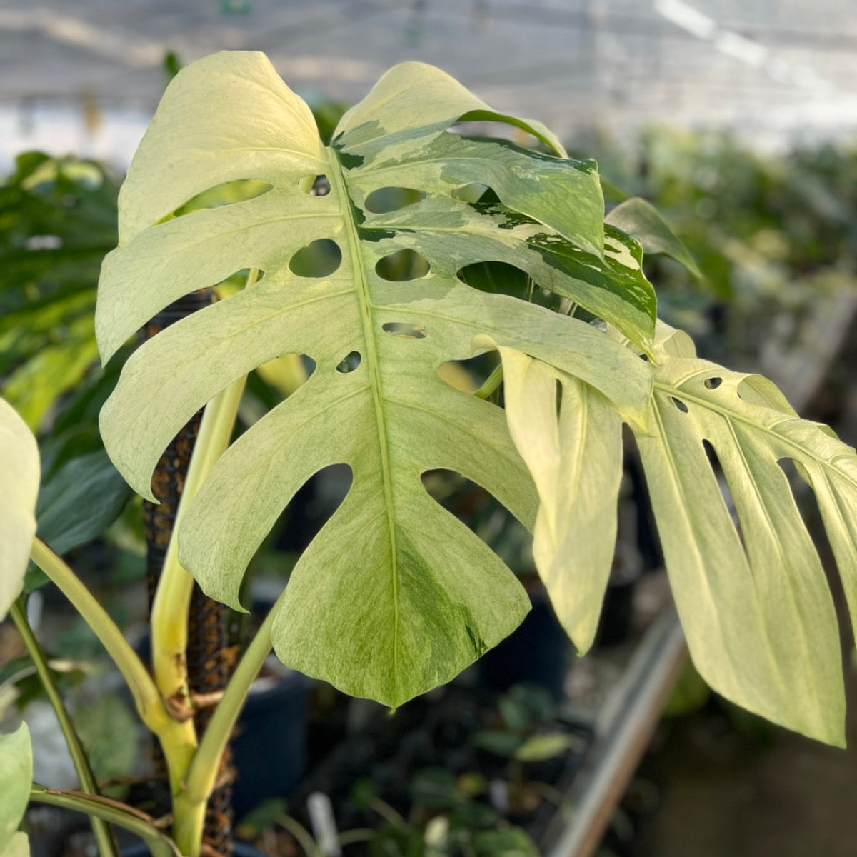 コレクション】モンステラ デリシオーサ 'ミント ブラジリアンフォーム