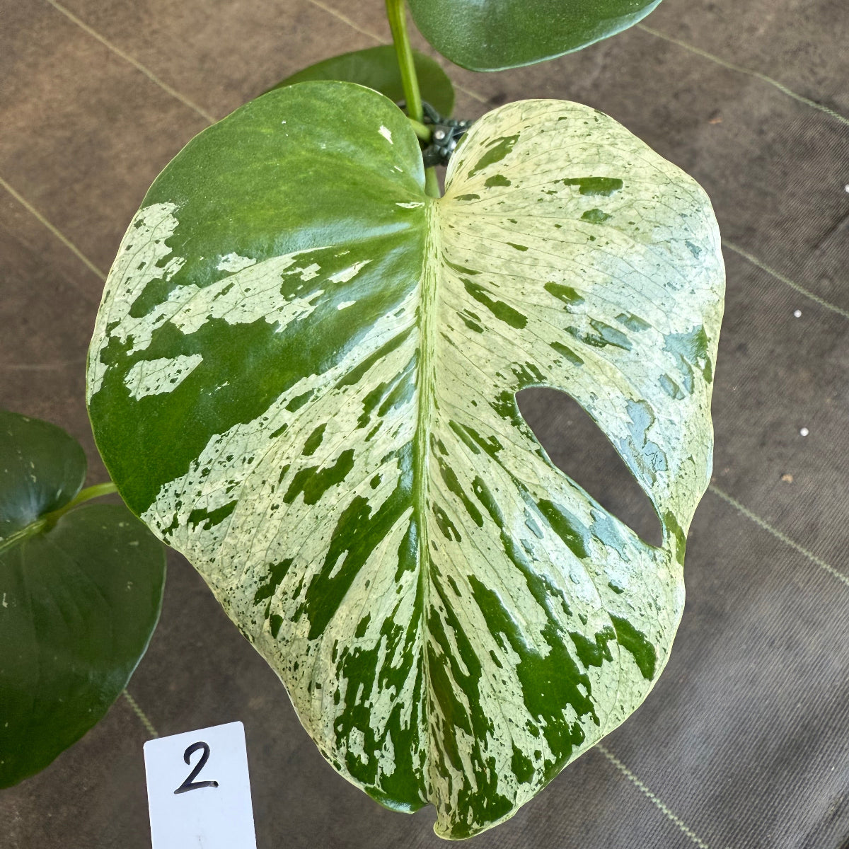 厳選2株追加】モンステラ・デリシオーサ 'ベトシオーサ' – RARE PLANTS