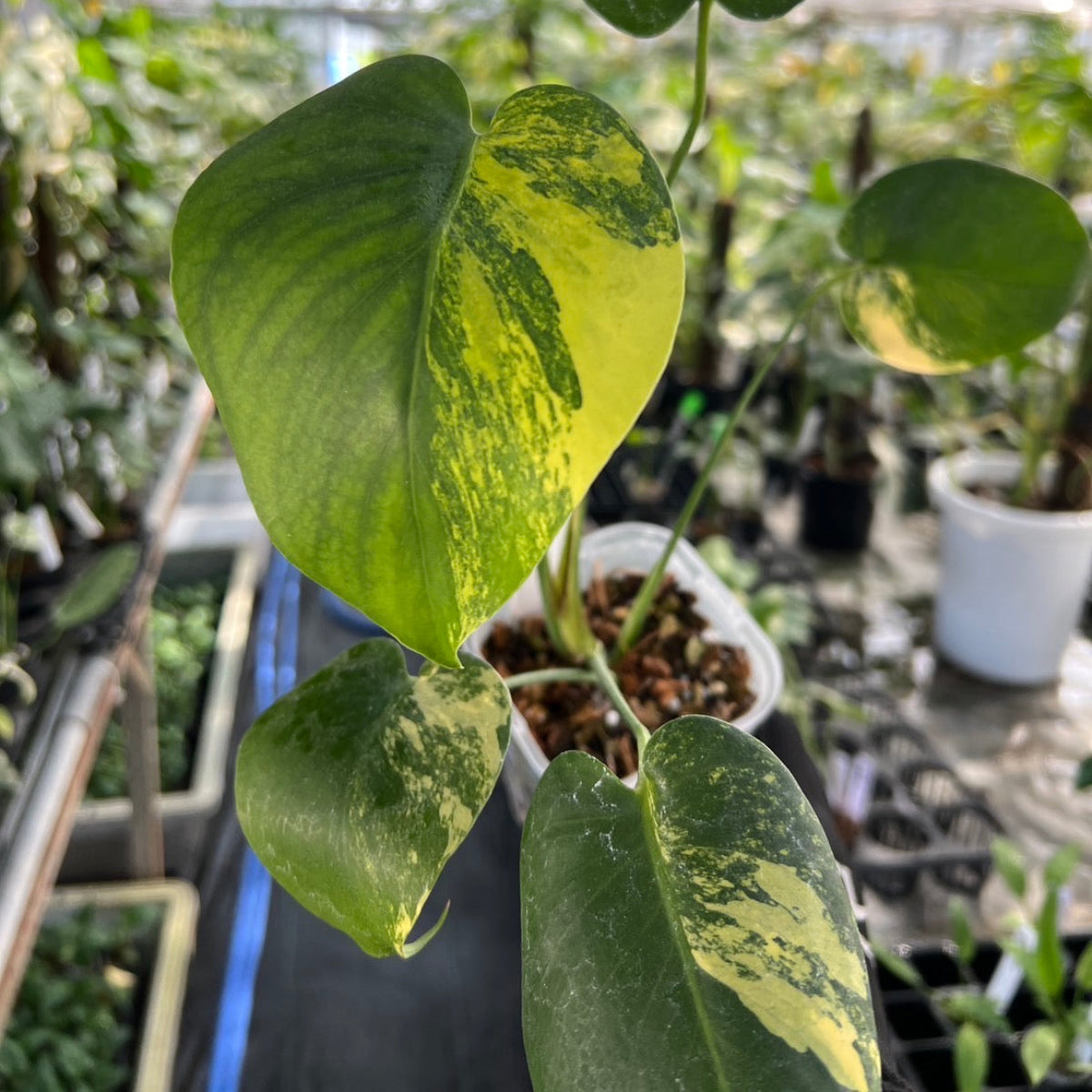 【選抜株/3号サイズ】モンステラ・デリシオーサ 'イエローマリリン' 親株候補