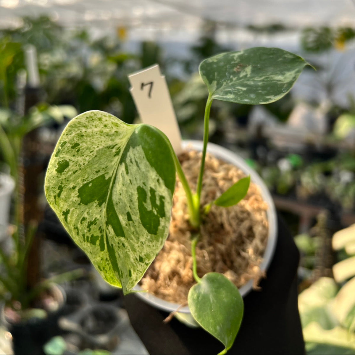 【希少/コレクション】モンステラ・デリシオーサ 'ベトシオーサ' TC苗順化済み