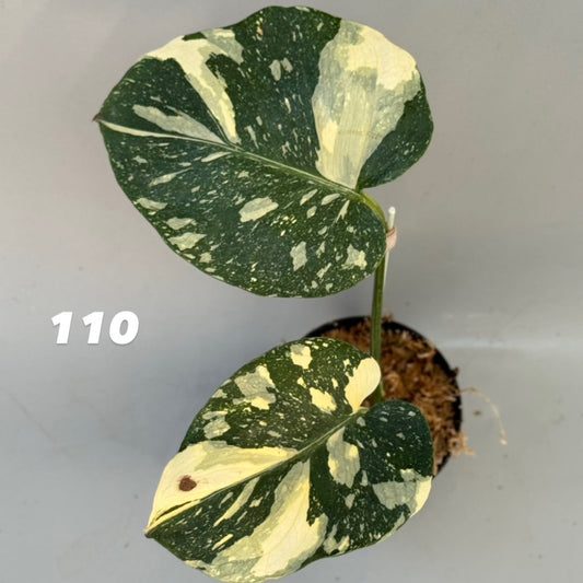 【タイナーセリー直売】モンステラ・デリシオーサ 'クリームブリュレ'【送料着払い】【109/110/111/112/113/114/115/116/117/118】