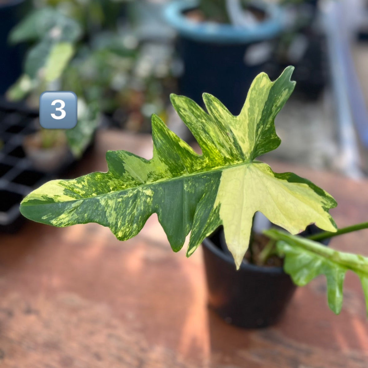 【希少/コレクション】フィロデンドロン 'キティナ'（フロリダビューティー✖️マヨイ）