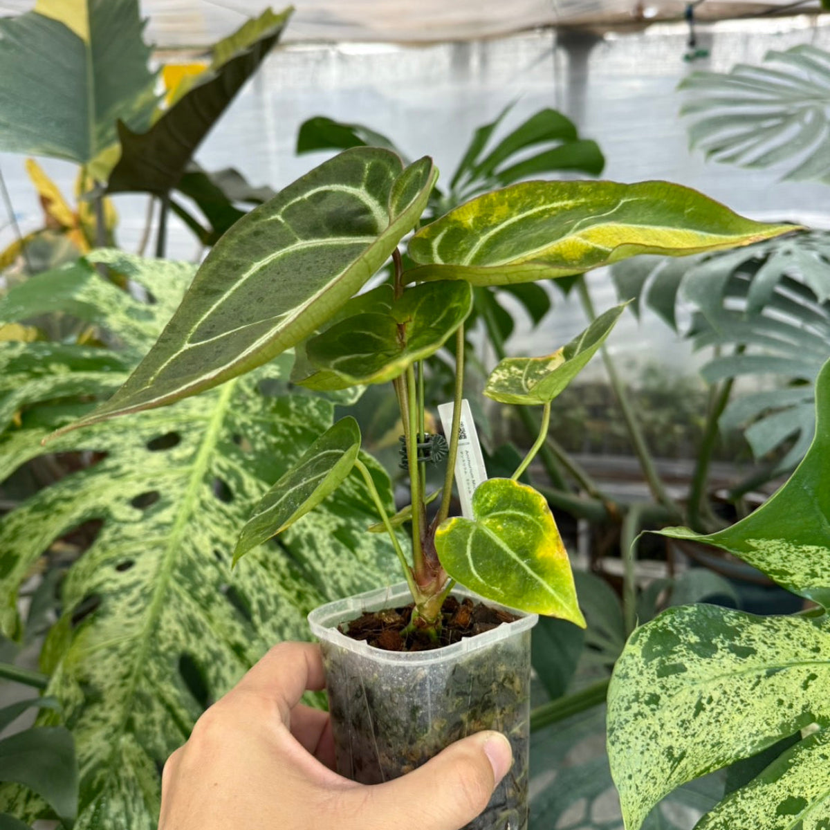 【クリスマスセール】アンスリウム'ミシェル'× 'クリスタルシルバー' バリエガータ (斑入り)